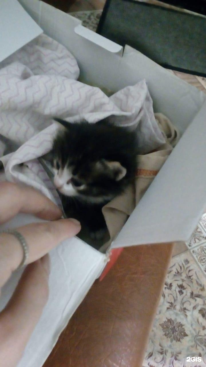 Любимец, ветеринарная клиника