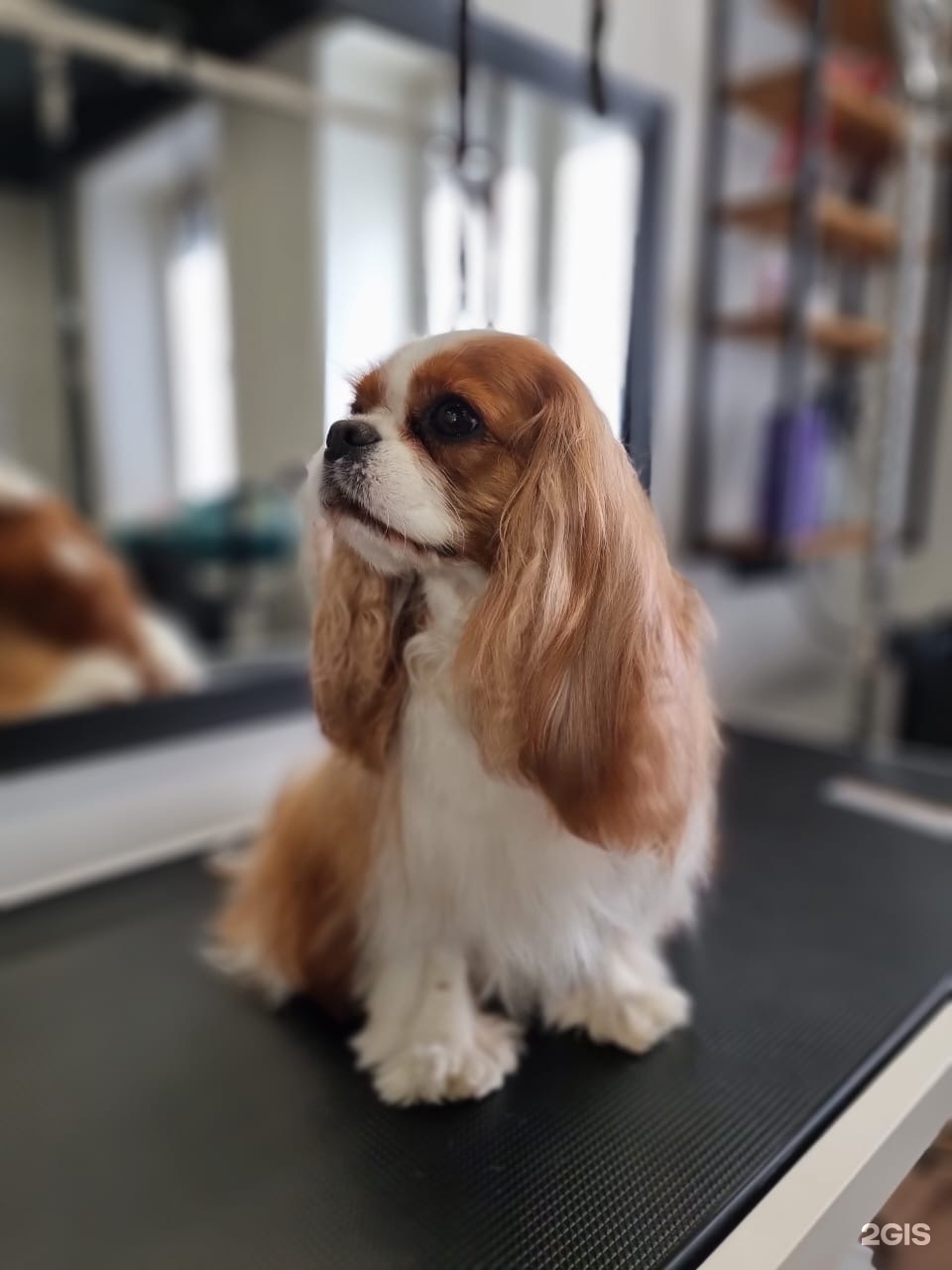 Pet stop, студия груминга