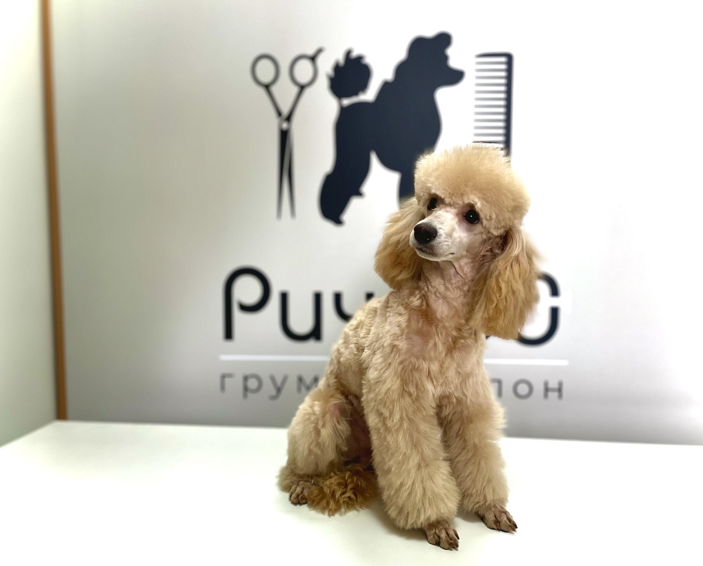 Ричард, груминг-салон