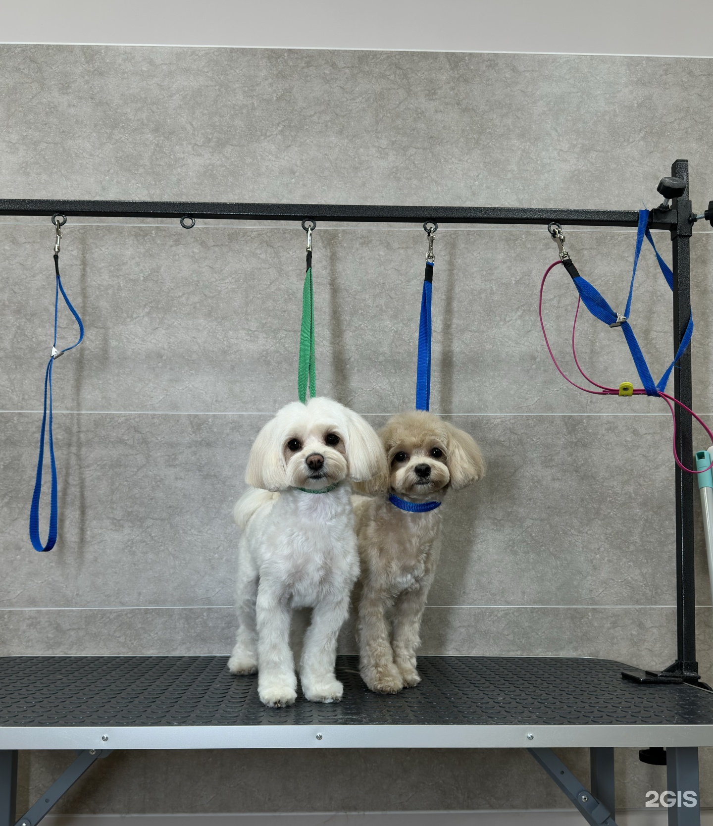 СибГрум, студия груминга