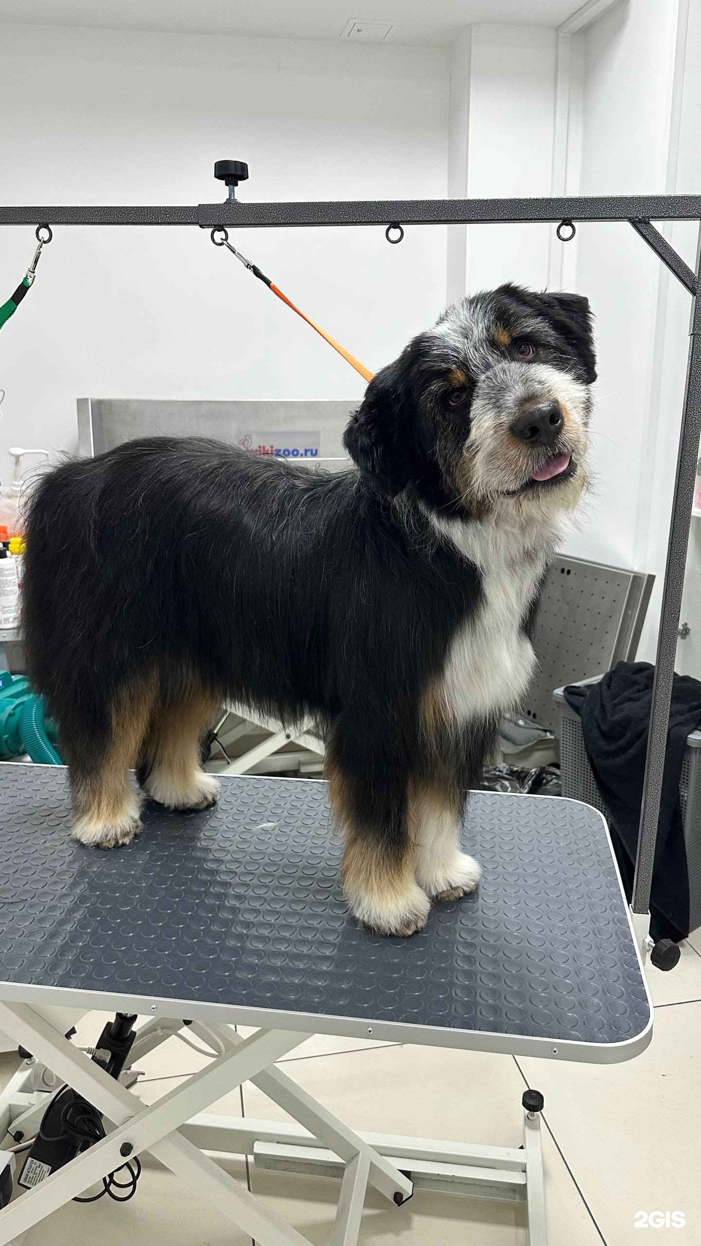 Ушки на макушке, ветеринарная аптека — груминг Красноярск