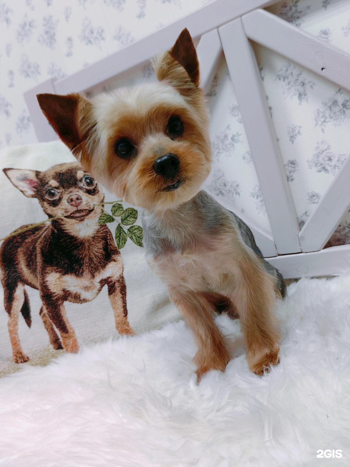 Вуф-вуф, салон красоты для питомцев