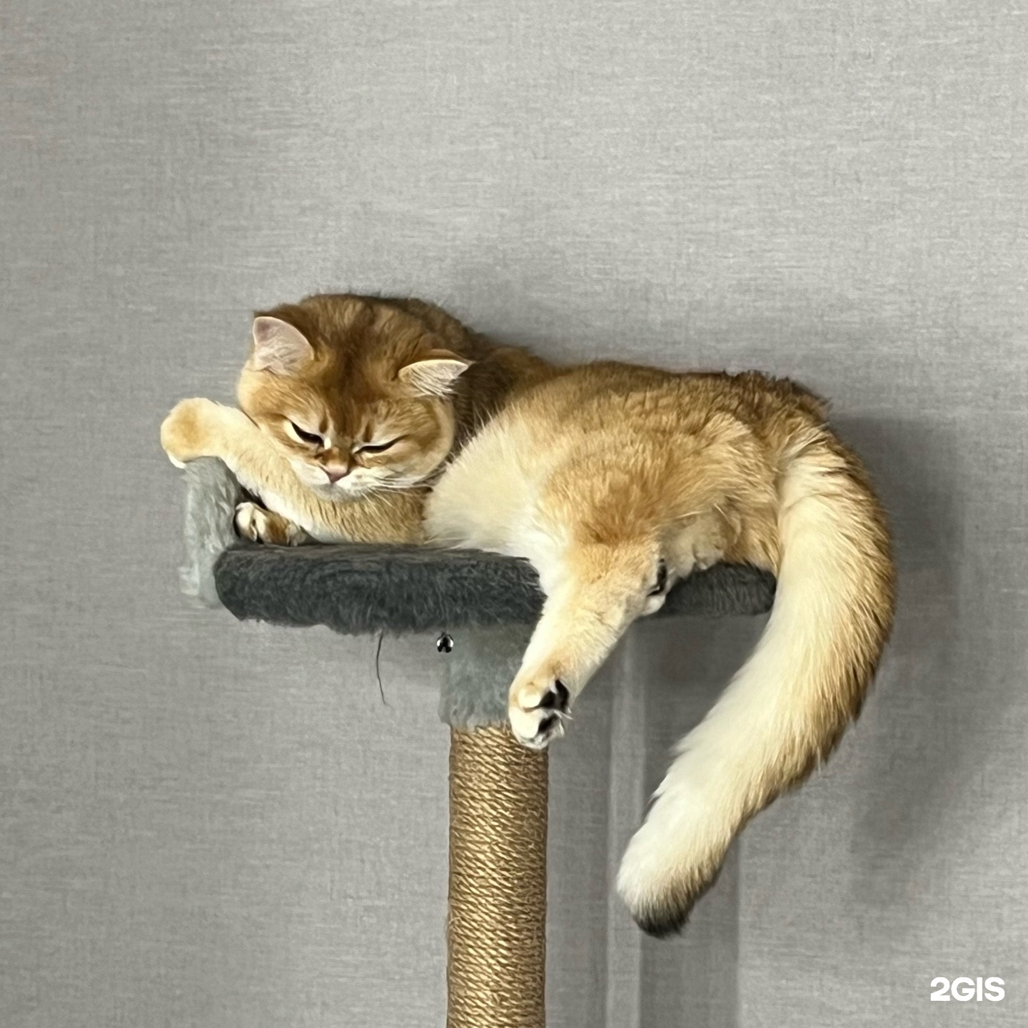 Биовет, ветеринарная клиника