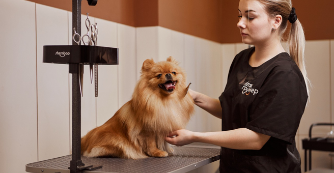 Блэкгрумер, салон груминга и SPA для животных