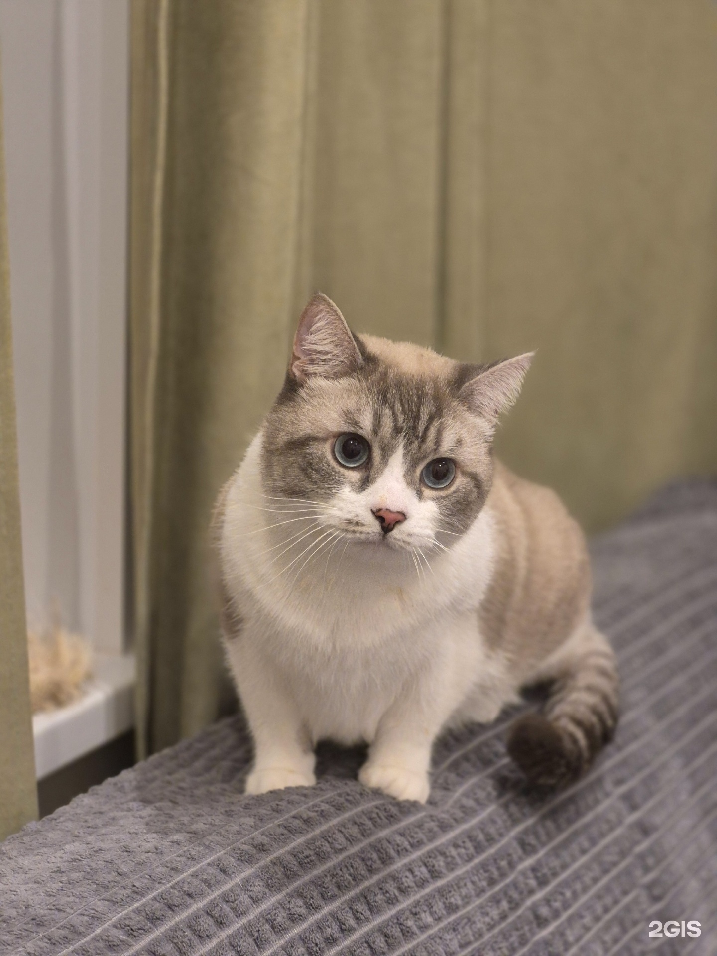 Добролап, зоогостиница, СНТ Заречное территория — груминг Москва