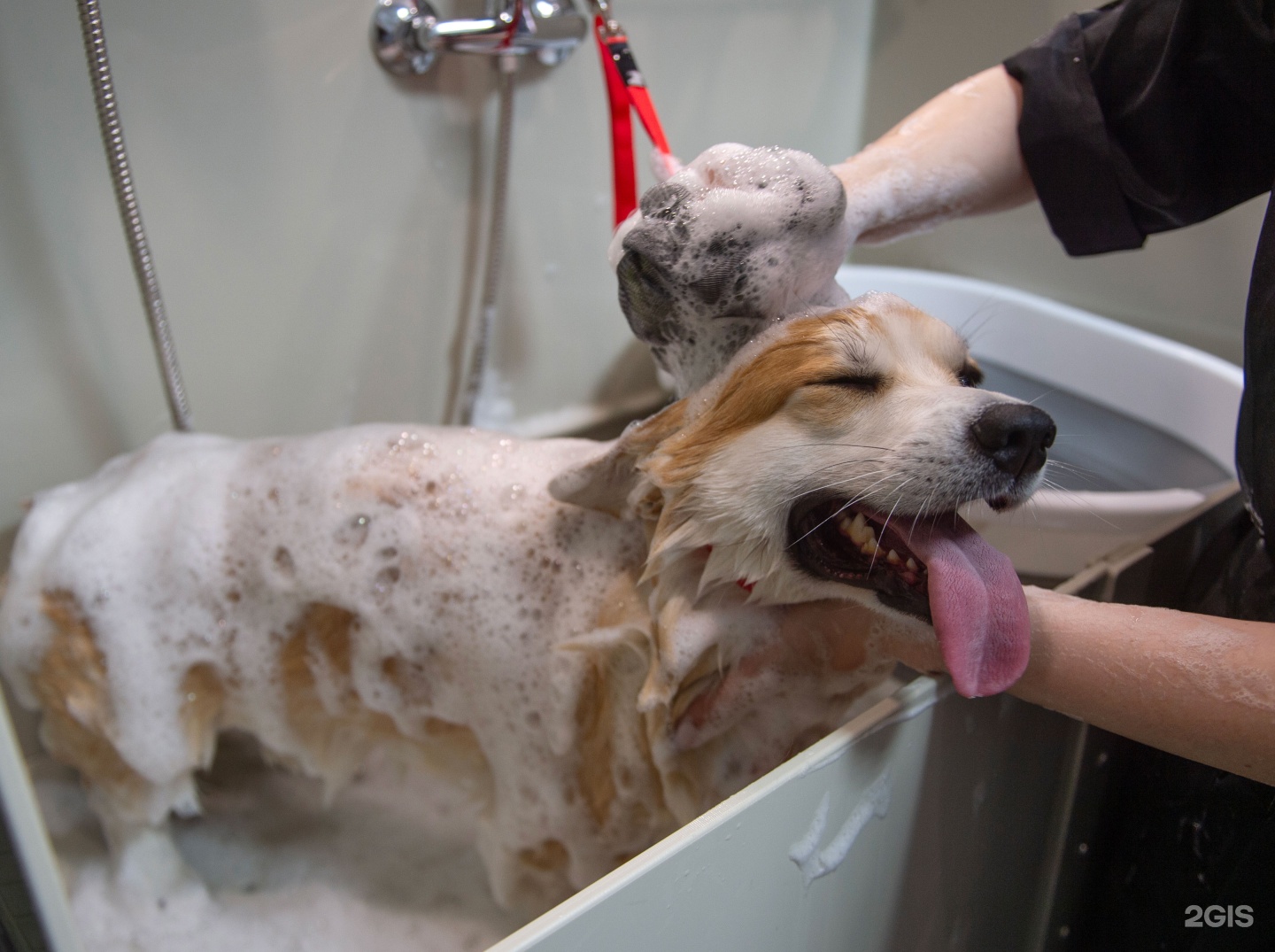 ЭкоКлуб — груминг Москва