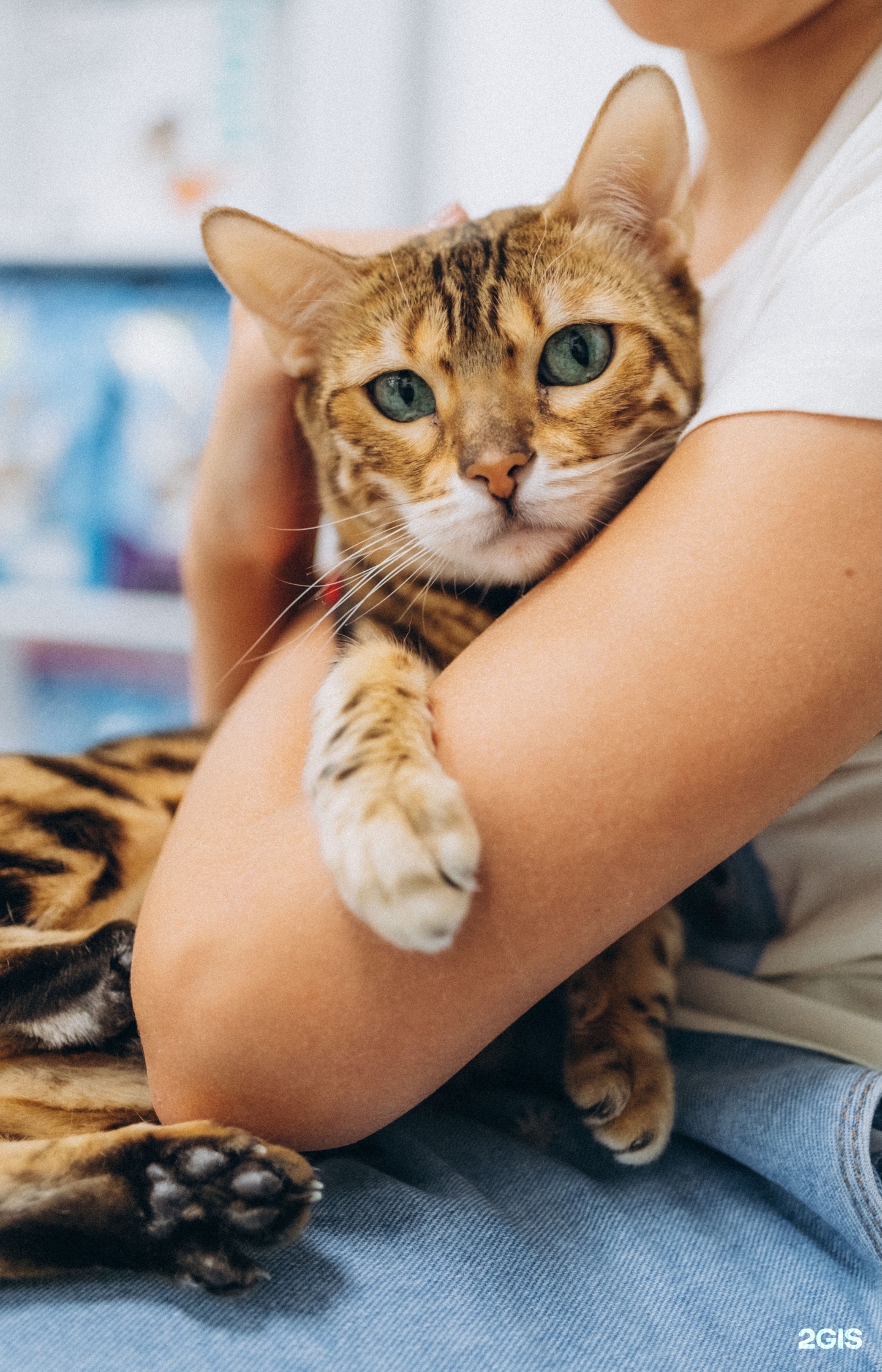 EVC, европейский ветеринарный центр, Мукомольный проезд