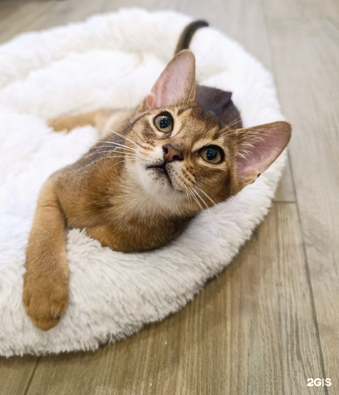 Клевер, ветеринарная клиника