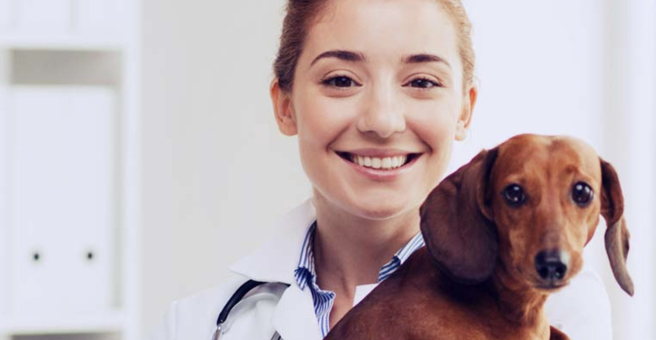 Лебеди, сеть ветеринарных центров малотравматичной хирургии и комплексного восстановления