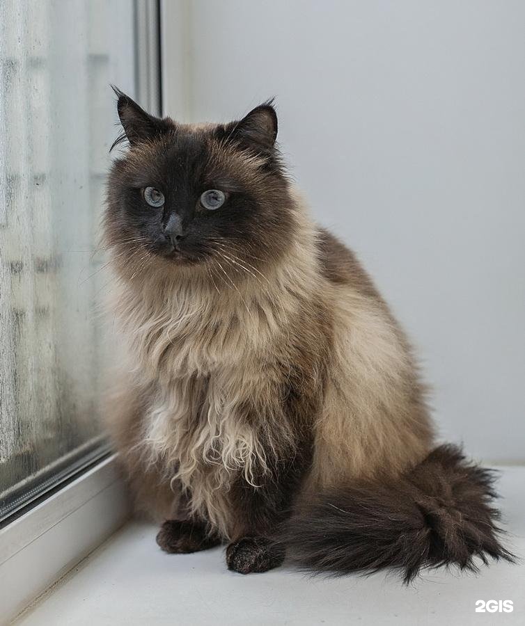 Лоранта, ветеринарный центр