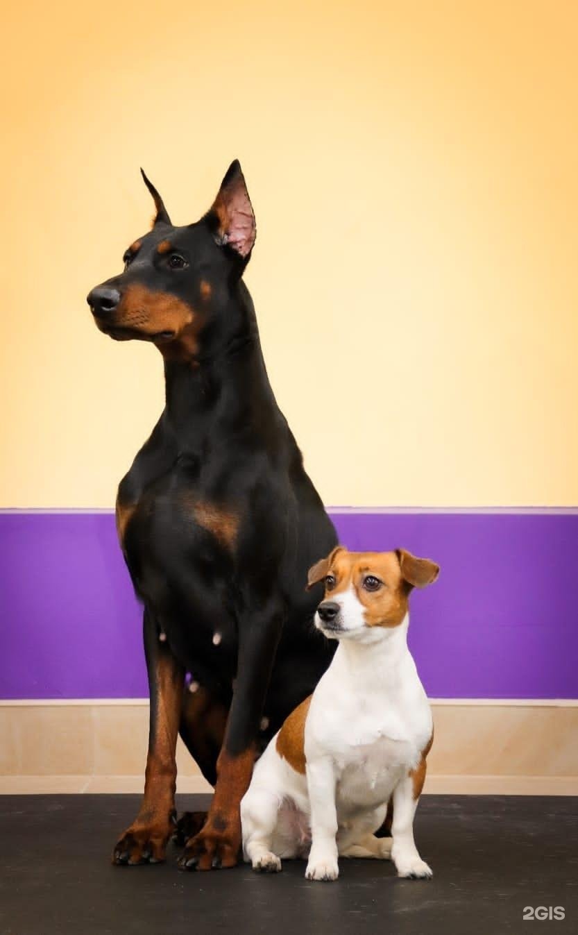 My Sports Dog, зоосалон и хендлинг-зал