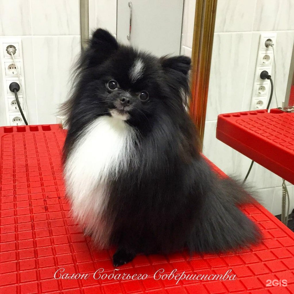 Собачье совершенство, груминг-центр