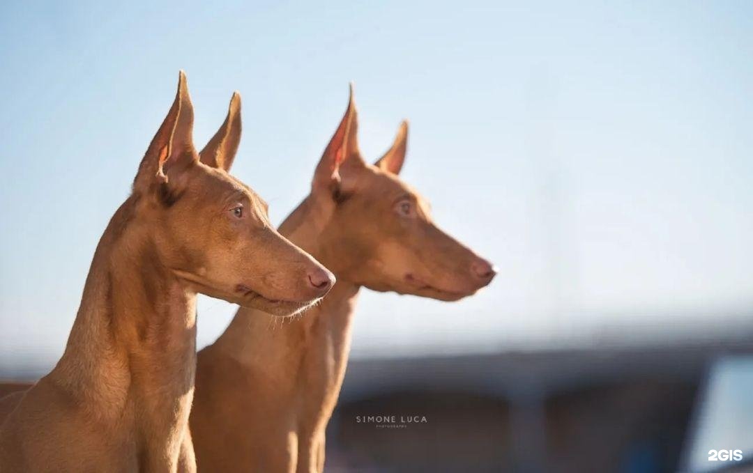 СпортШоуКлуб, спортивно-дрессировочный центр