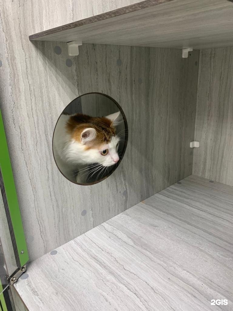 Zoocity, зооцентр