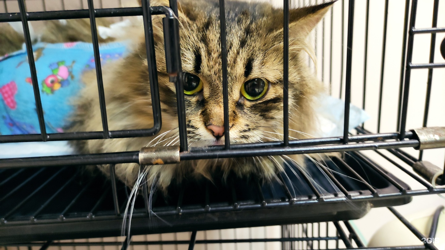 Астравет, ветеринарный центр