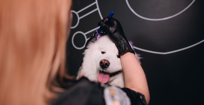 Barberdog, салон груминга