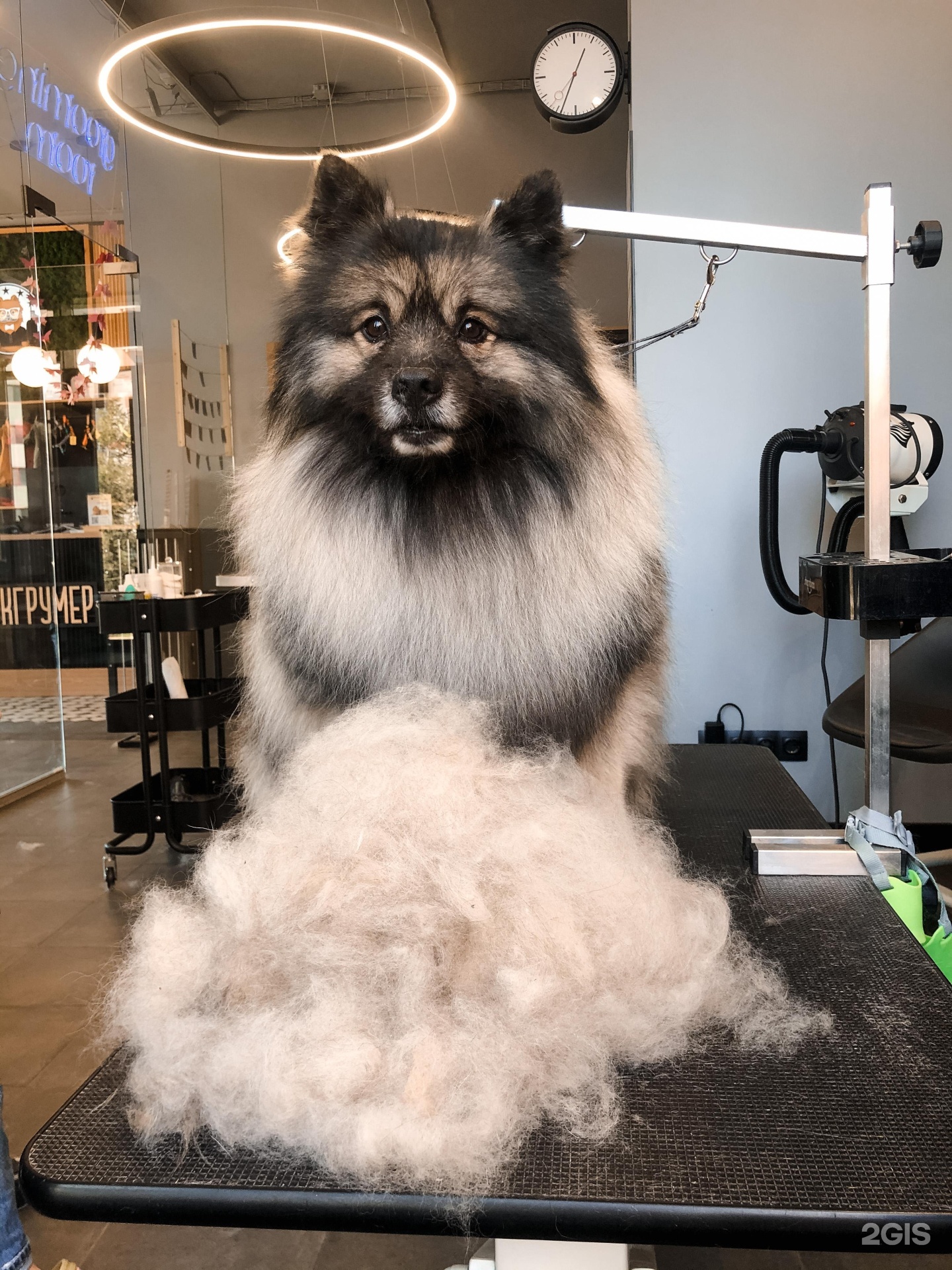 БЛЭКГРУМЕР, груминг-салон и SPA для животных
