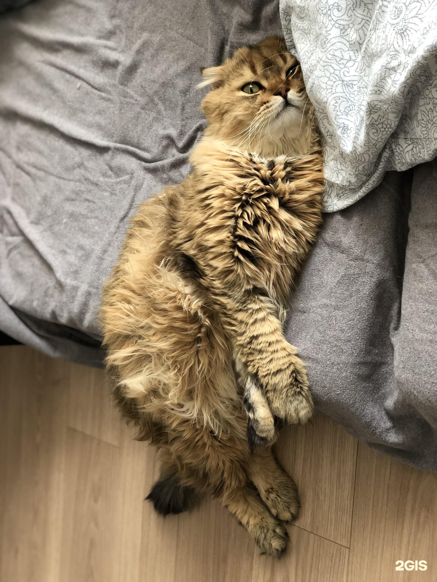 Дай лапу, ветеринарный центр