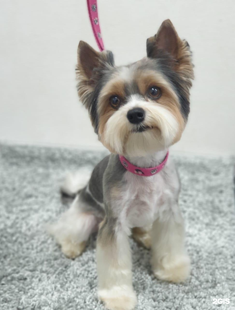 Дог Арт, центр по уходу за животными