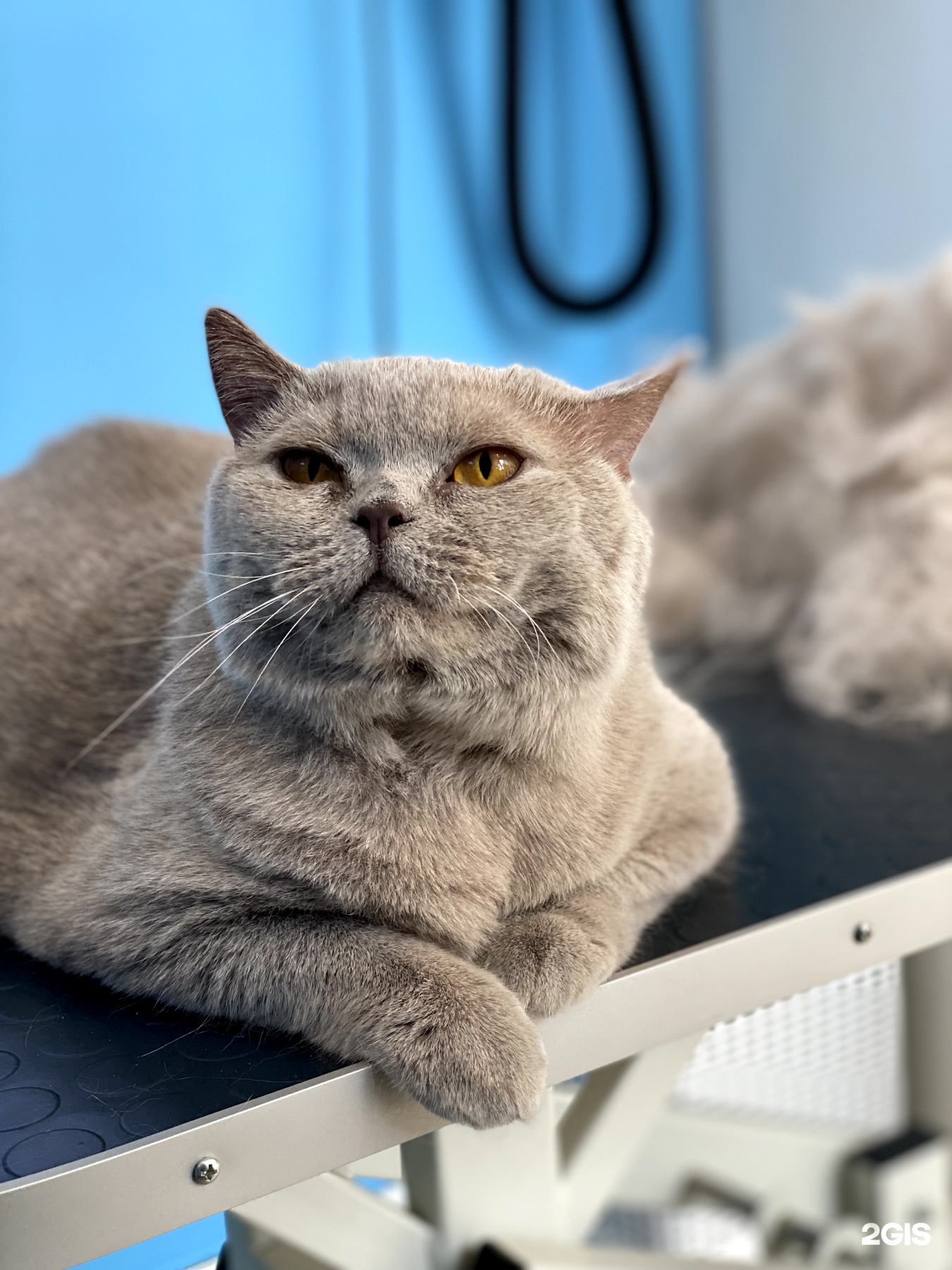 Doggo, груминг-салон