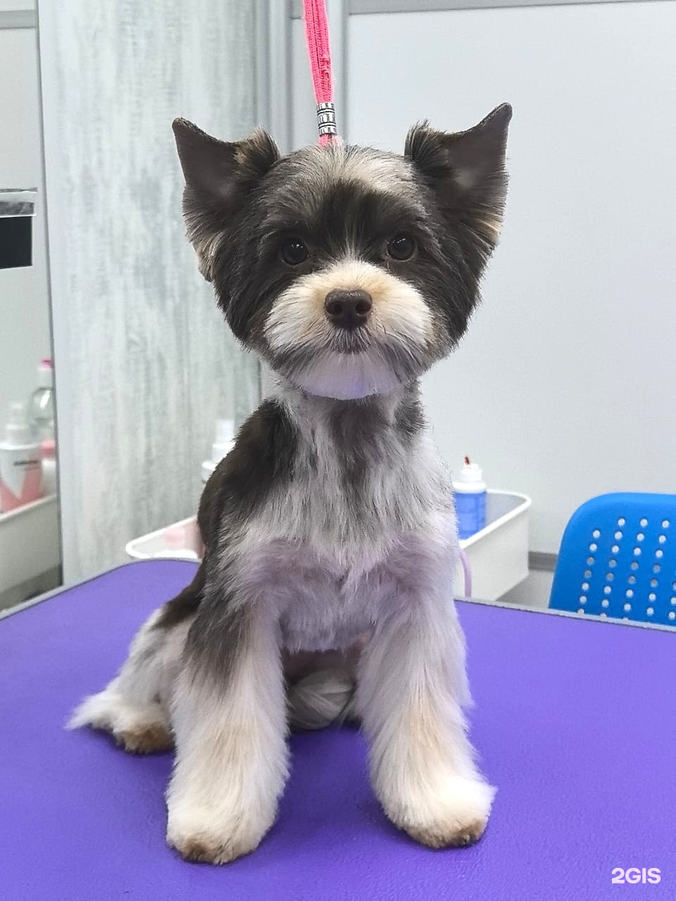 Дон Бишон, студия груминга