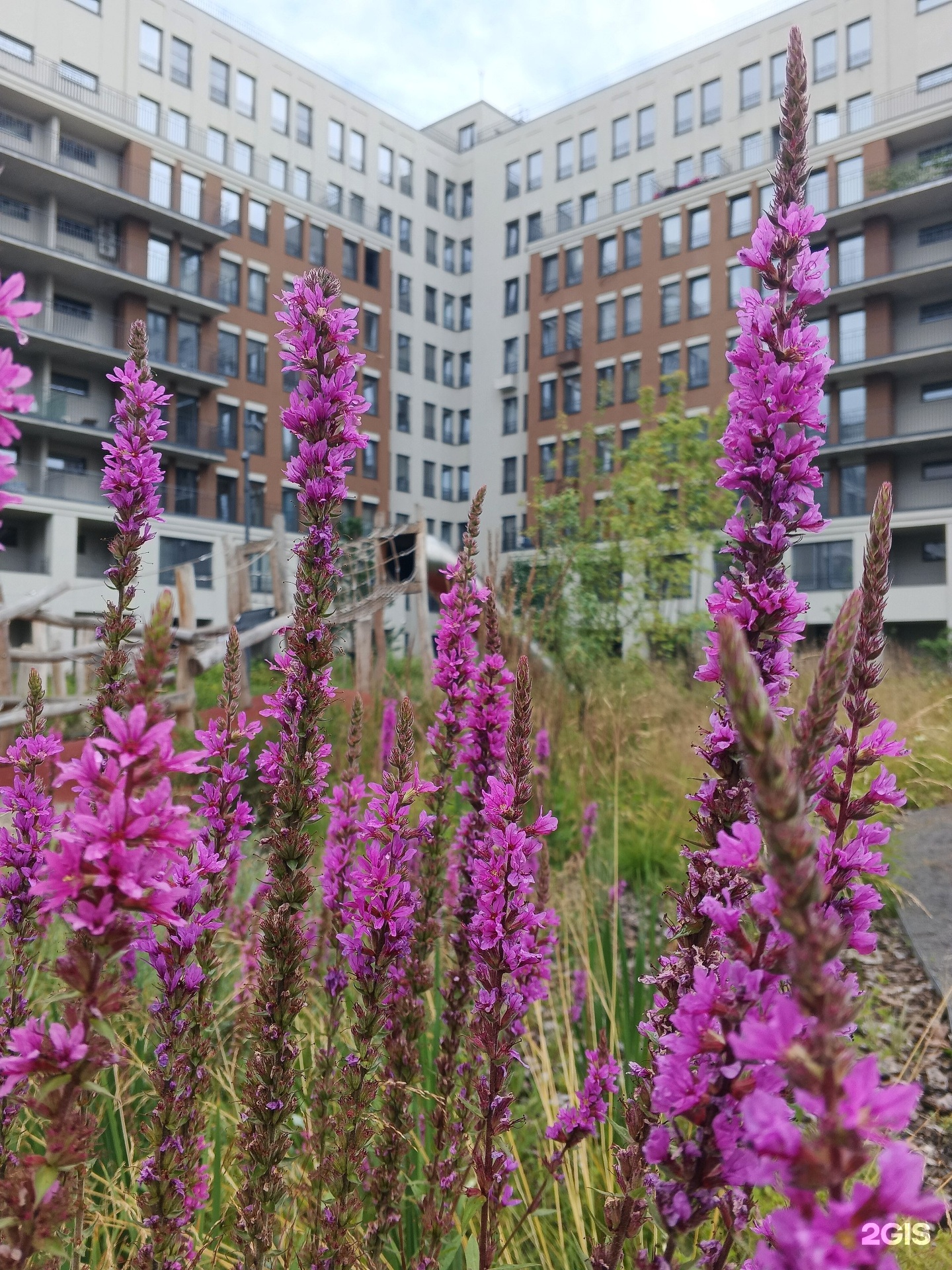 Дон Бишон, студия груминга