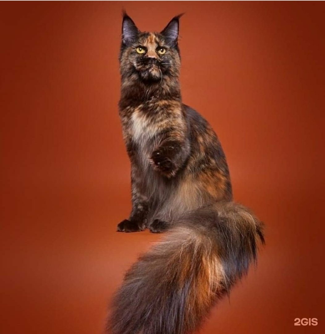 Дрим Тим, зооцентр, Аэропорт