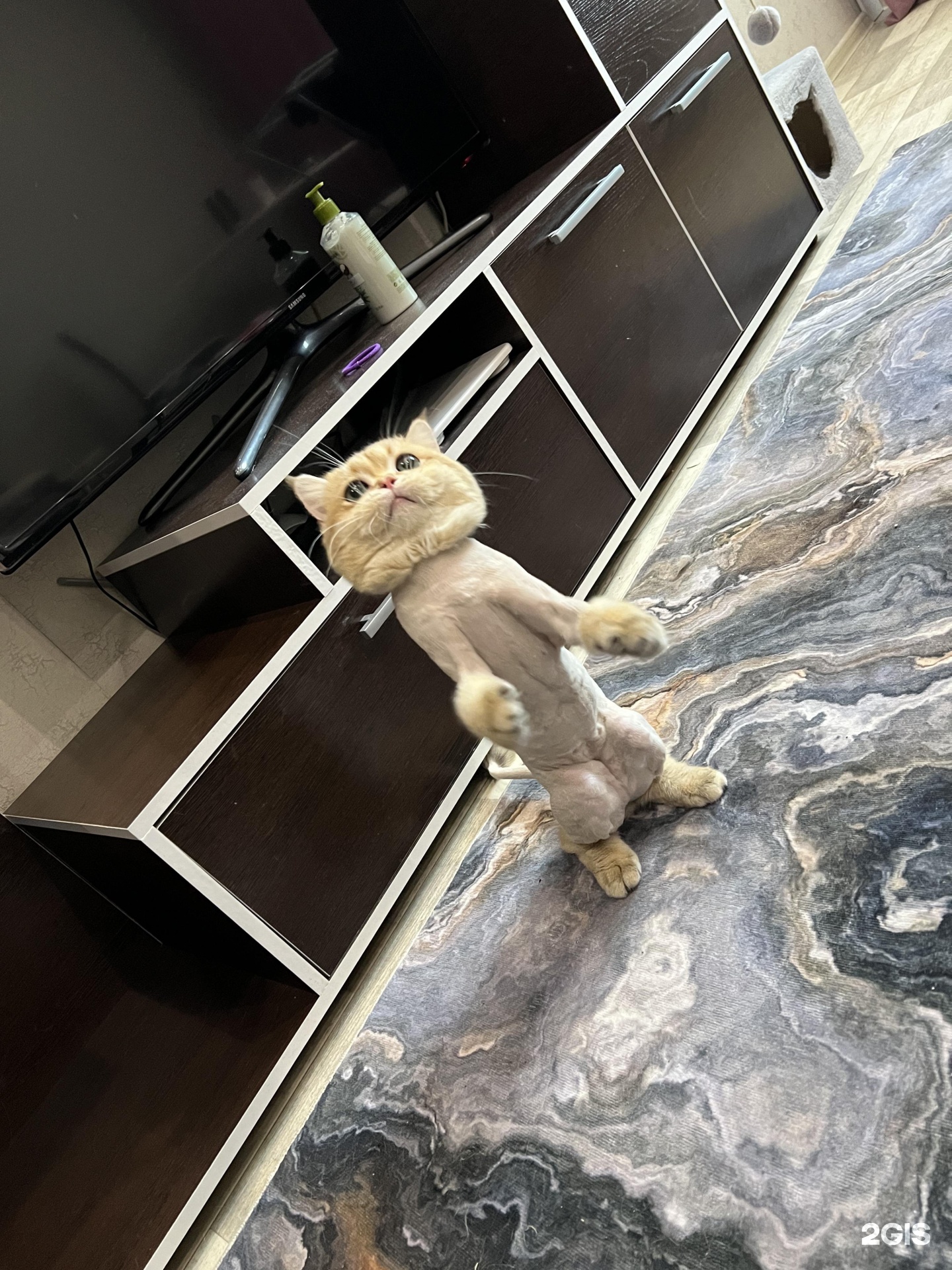 Хвостатый друг, ветеринарный центр