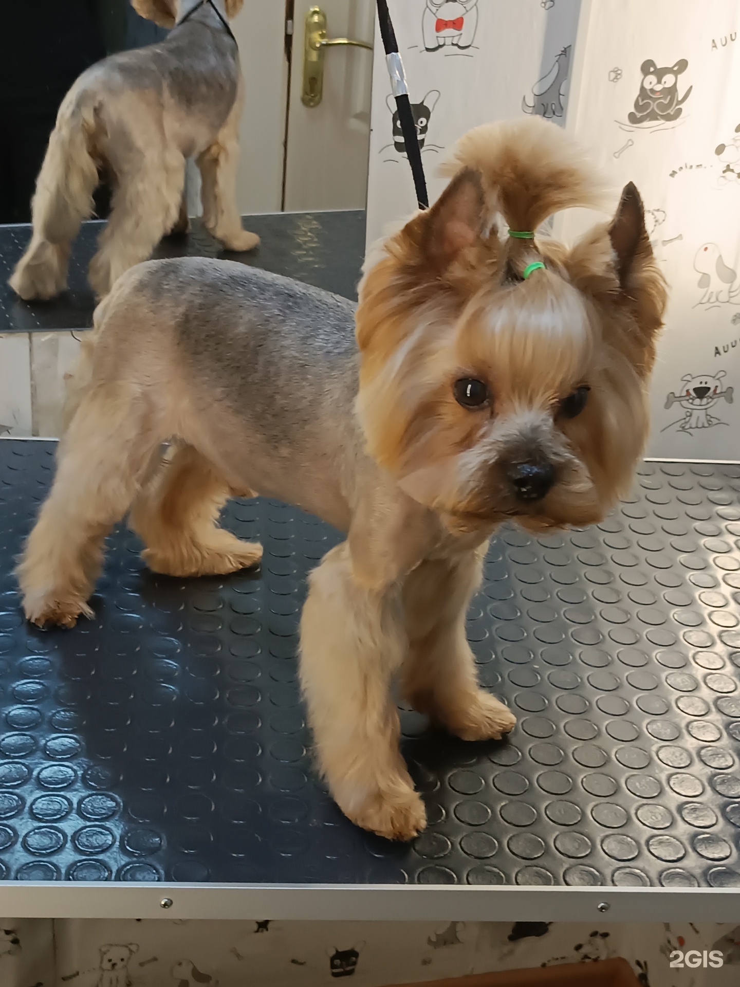 Хвостунишка, груминг-центр