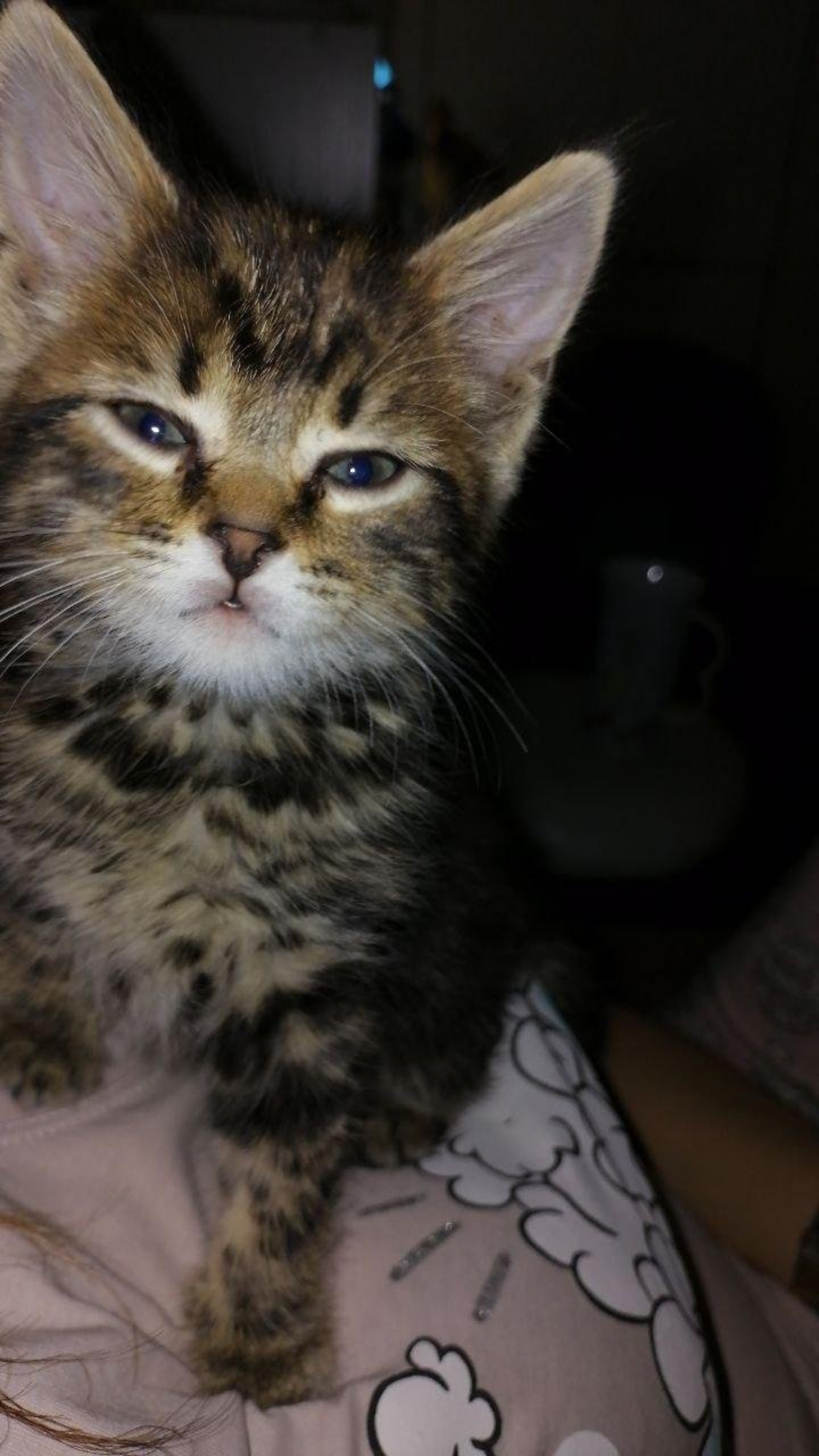 Хвостунишка, груминг-центр