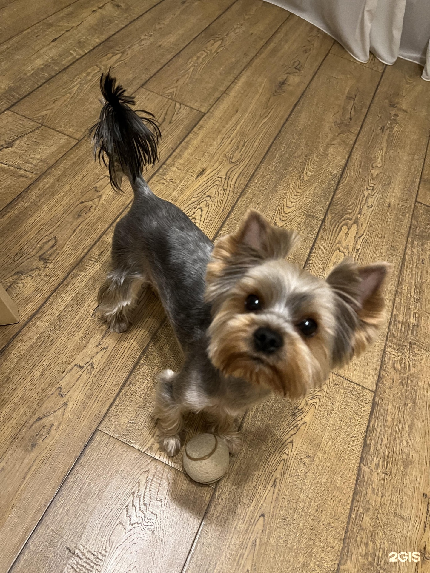 Красный кролик, сеть зоосалонов, Олимпия, Галущака