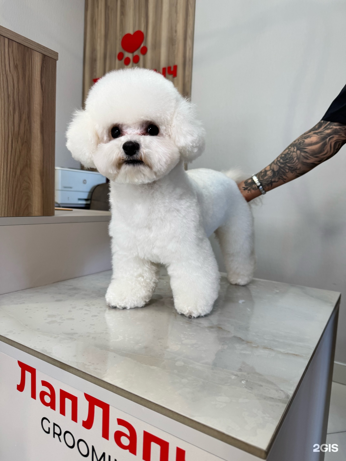 Лап Лапыч, груминг-студия