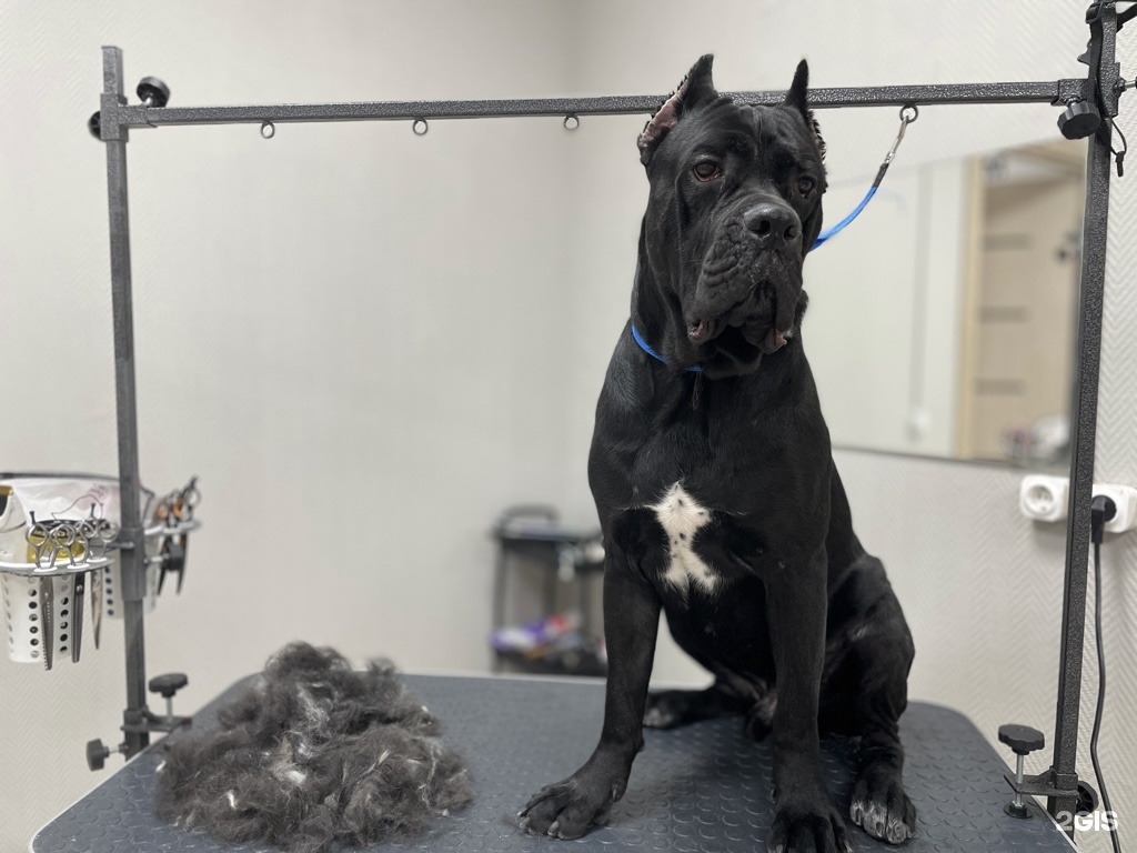 Лапа, груминг-салон