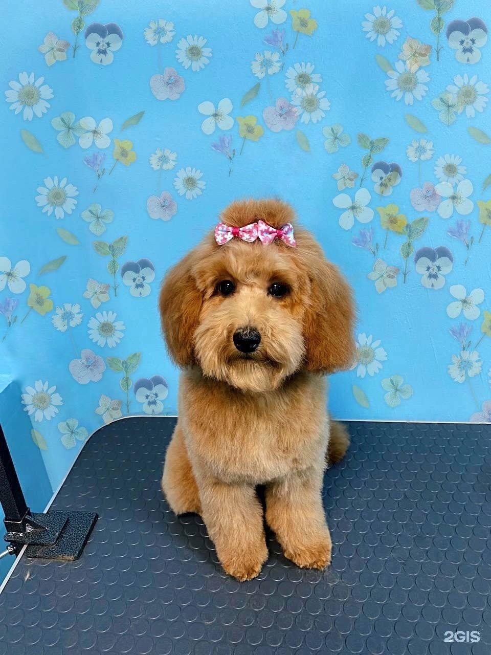 Лорелея, зооцентр груминга, хендлинга и дрессировки — груминг Новосибирск