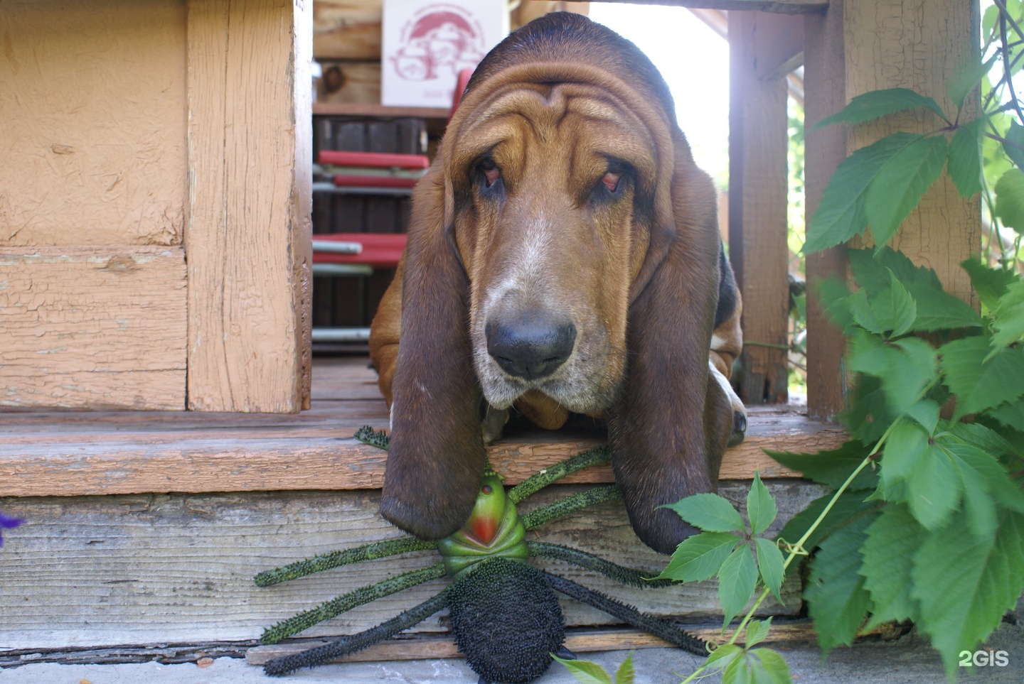 Максивет, ветеринарный центр