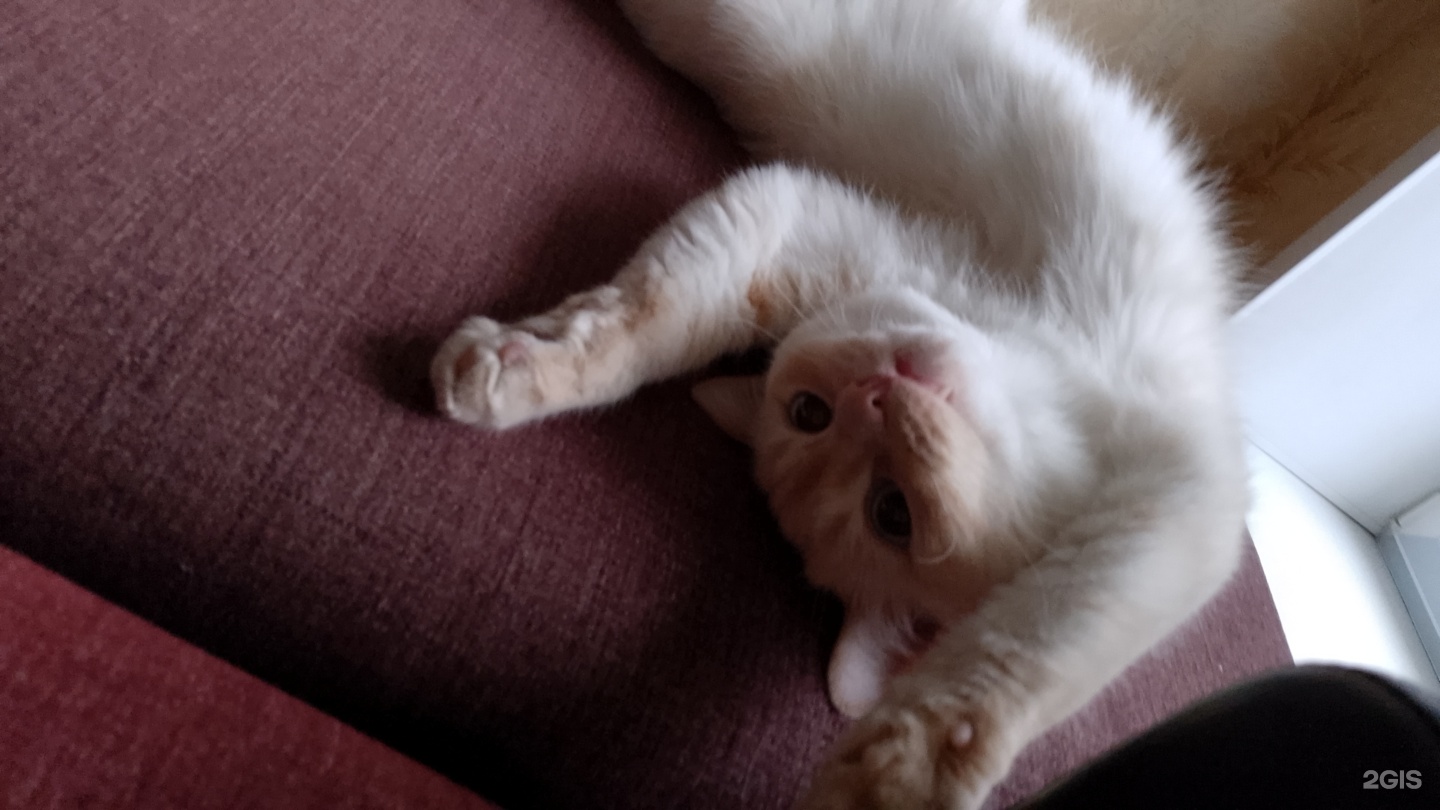 Максивет, ветеринарный центр