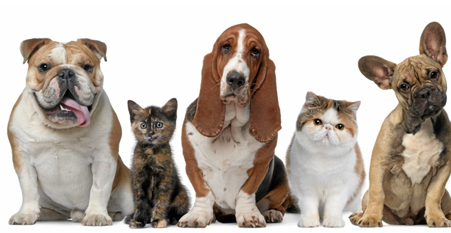 Максивет, ветеринарный центр