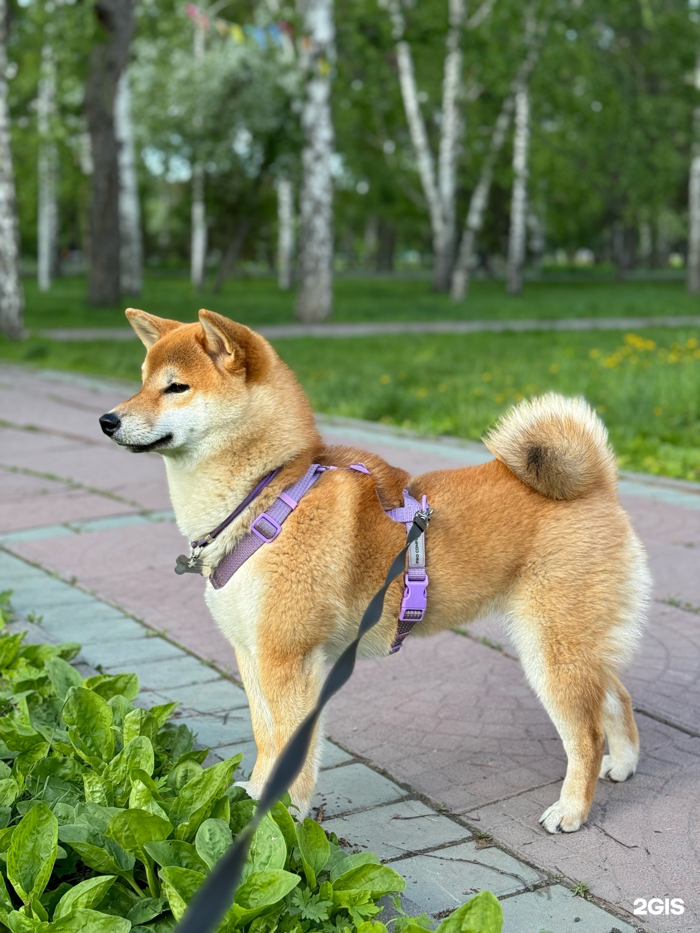 Пушистый SPA, Салон бережного ухода за питомцем