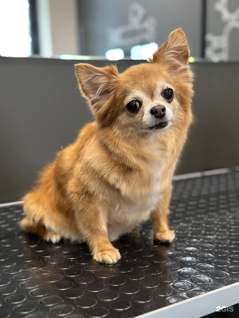 StarDog, груминг-салон и SPA для животных