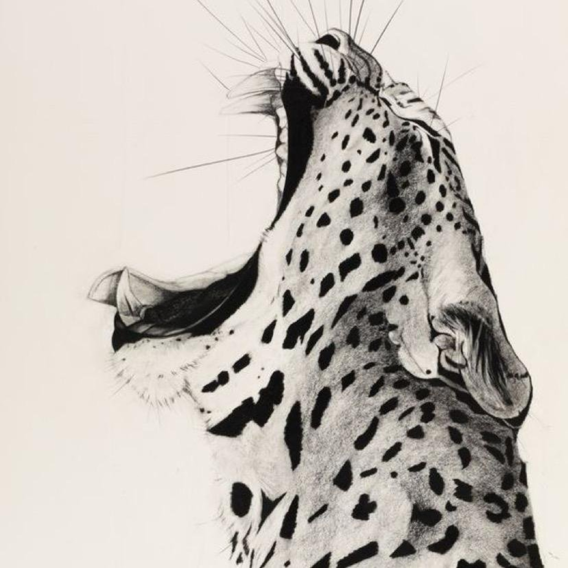 StarDog, груминг-салон и SPA для животных