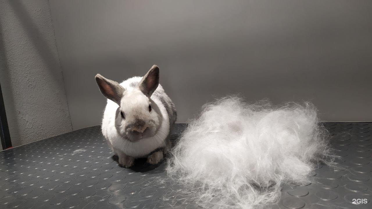 Той, груминг-студия