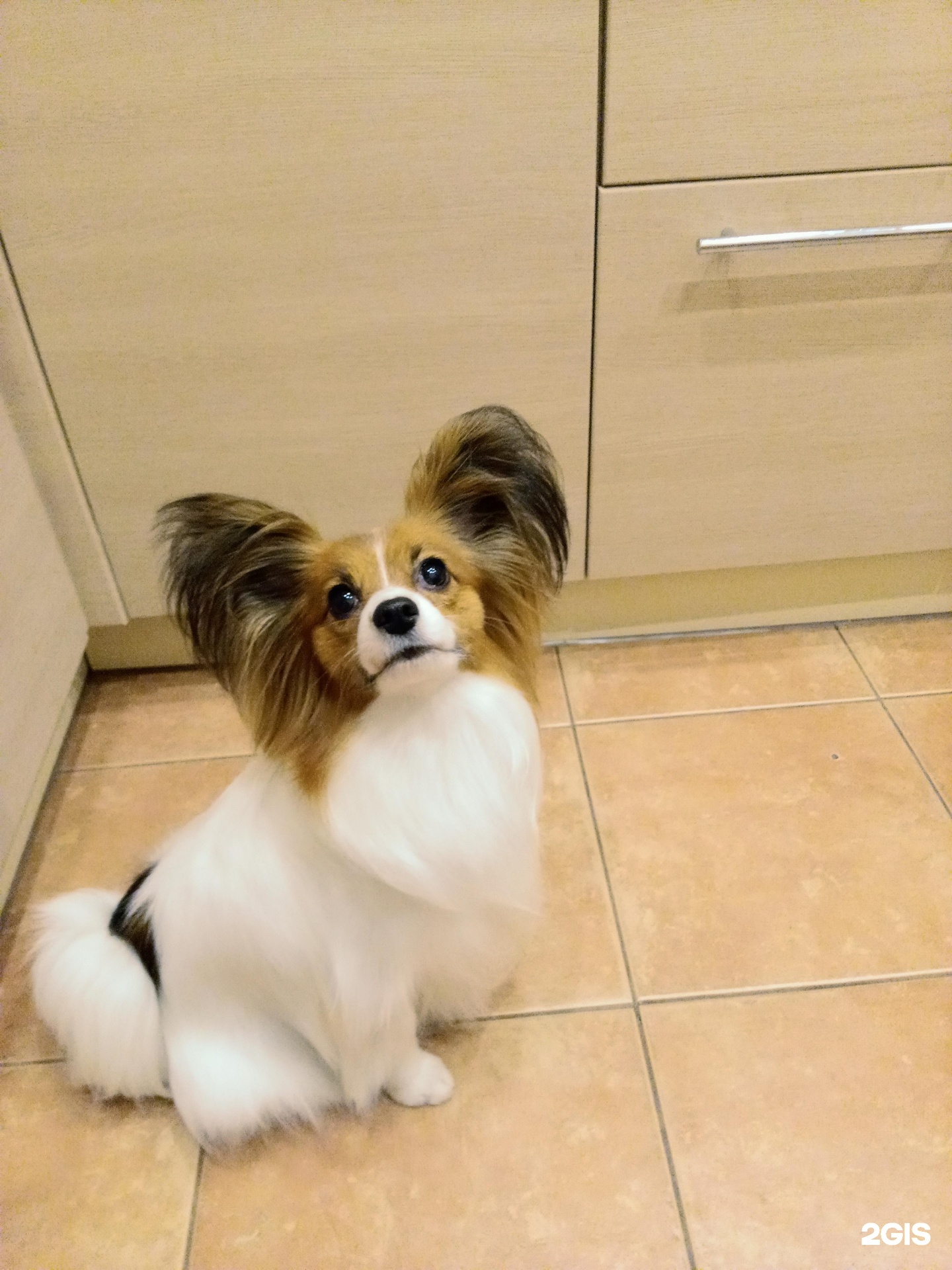 Цаца, зоосалон