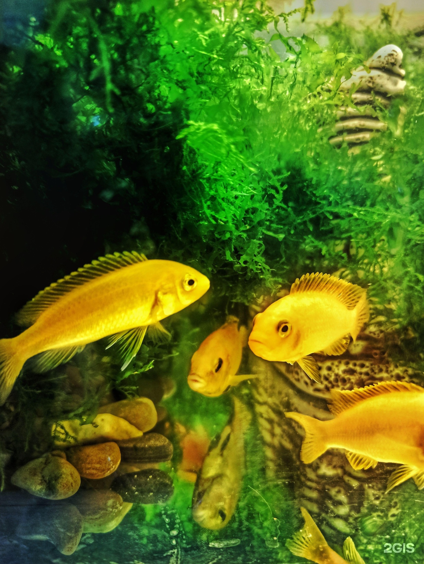 Всем хвост, зооцентр