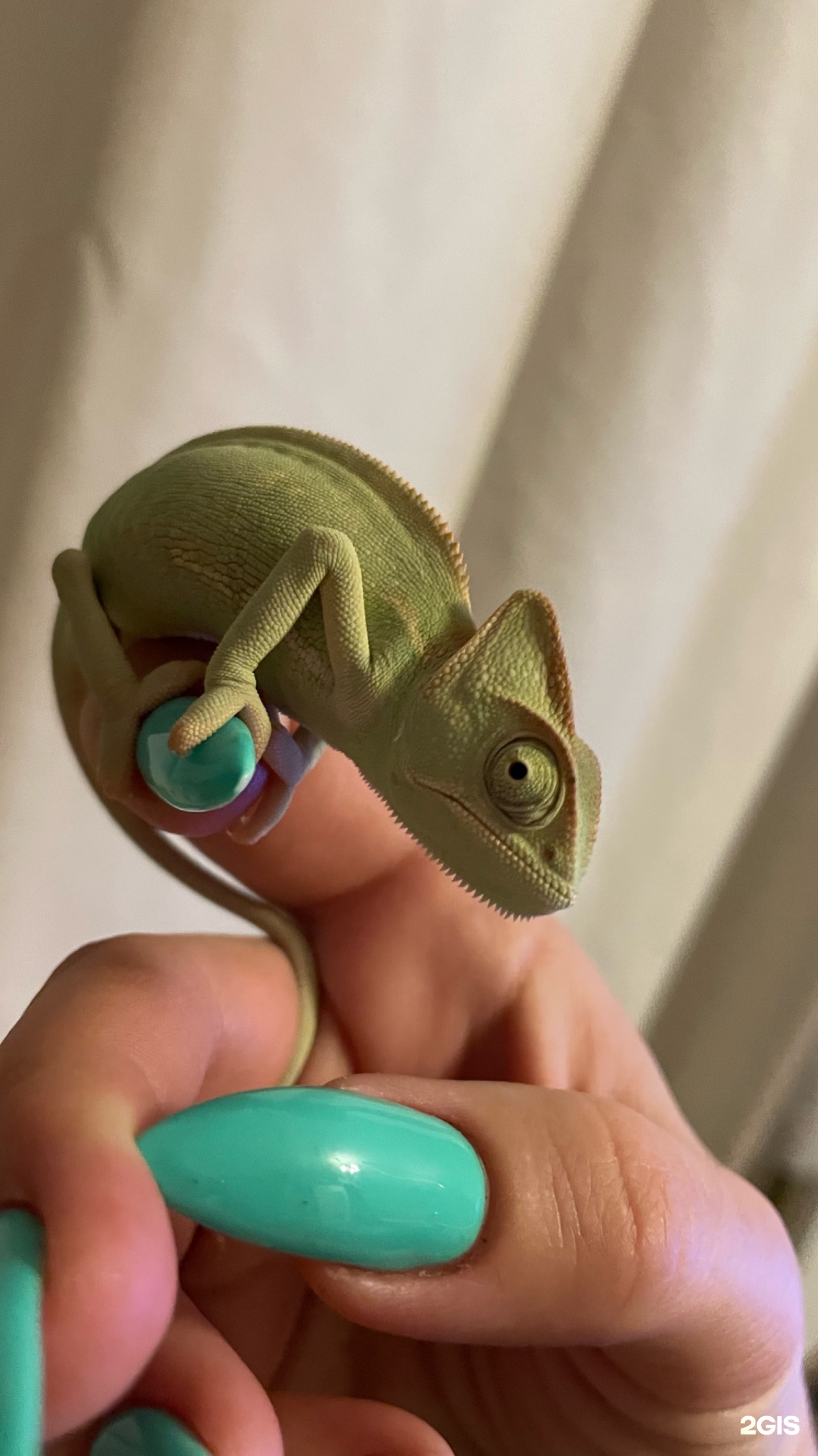 Зебра, аквазооцентр