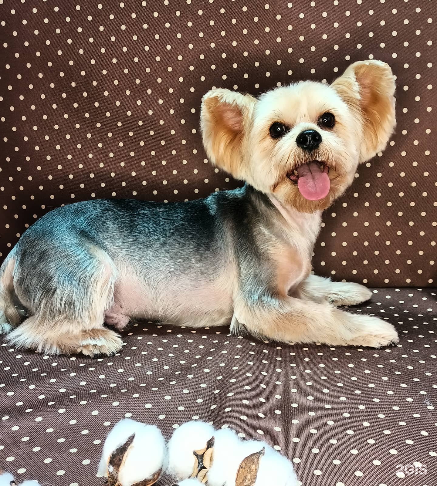 А-клиника, клиника для животных