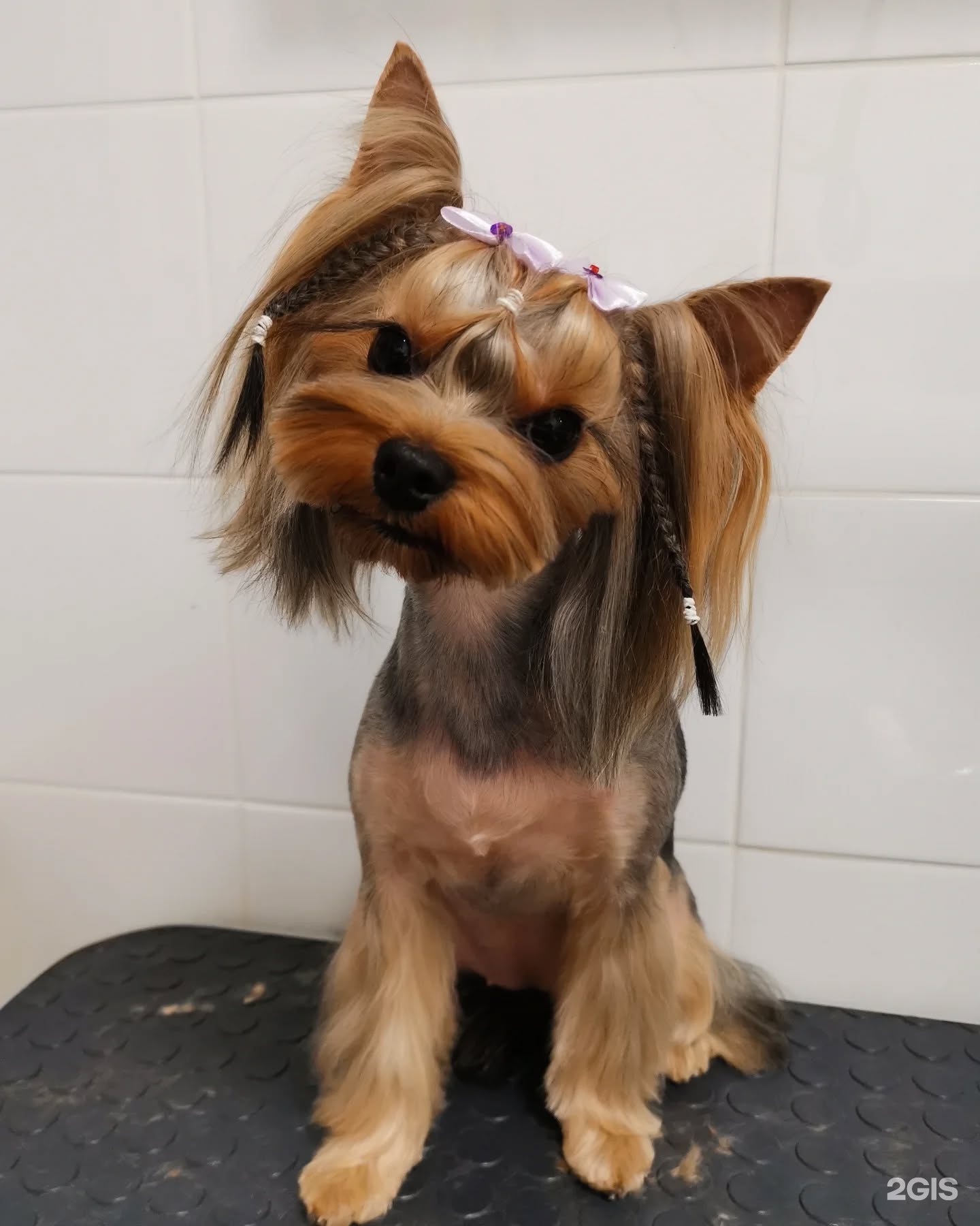 Альфа дог, зоосалон