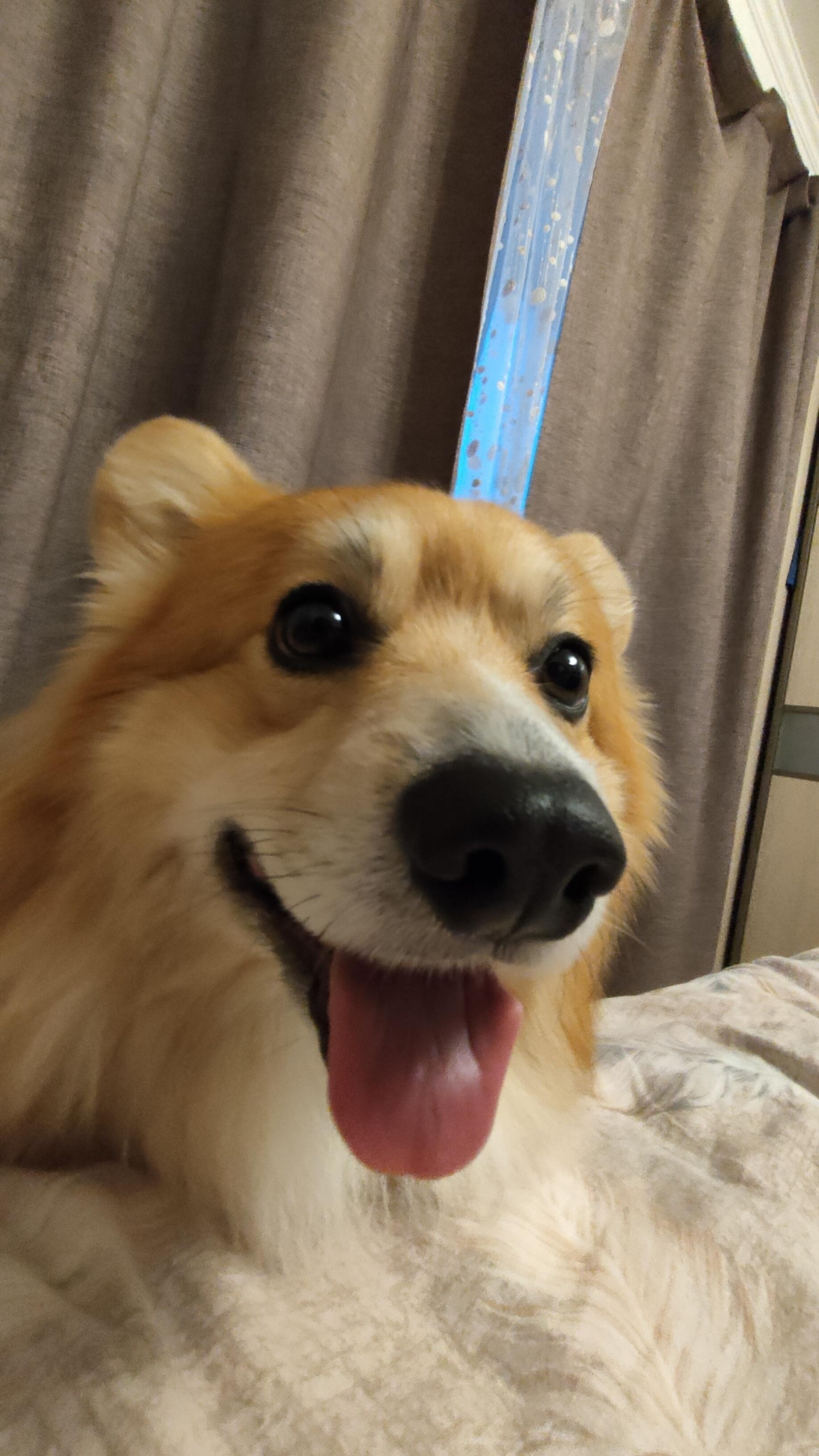 Чудо с хвостиком, ветеринарная клиника