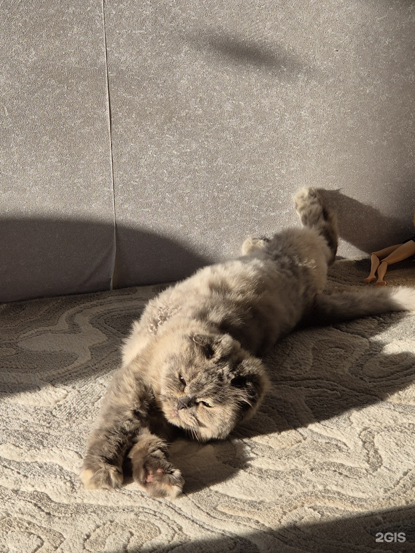 Чудо с носиком