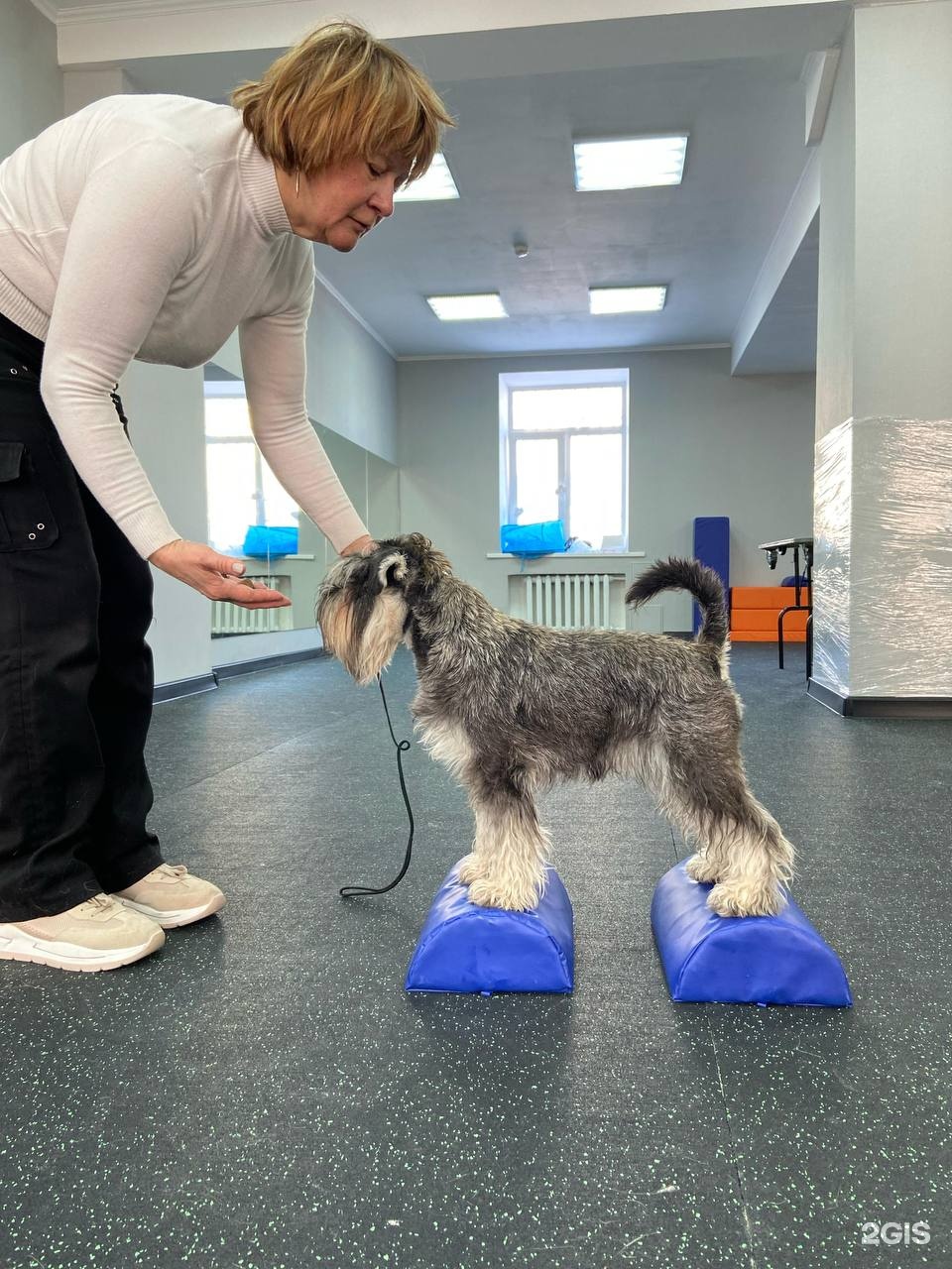 Горди холл, кинологический центр