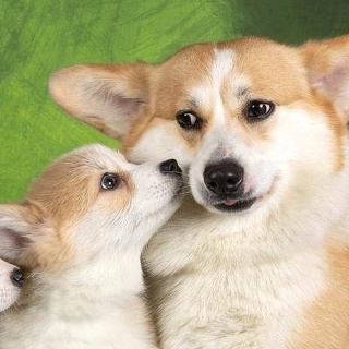 Горди холл, кинологический центр